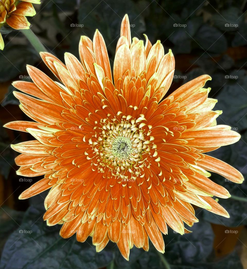 round flower daise In orange color petals asia