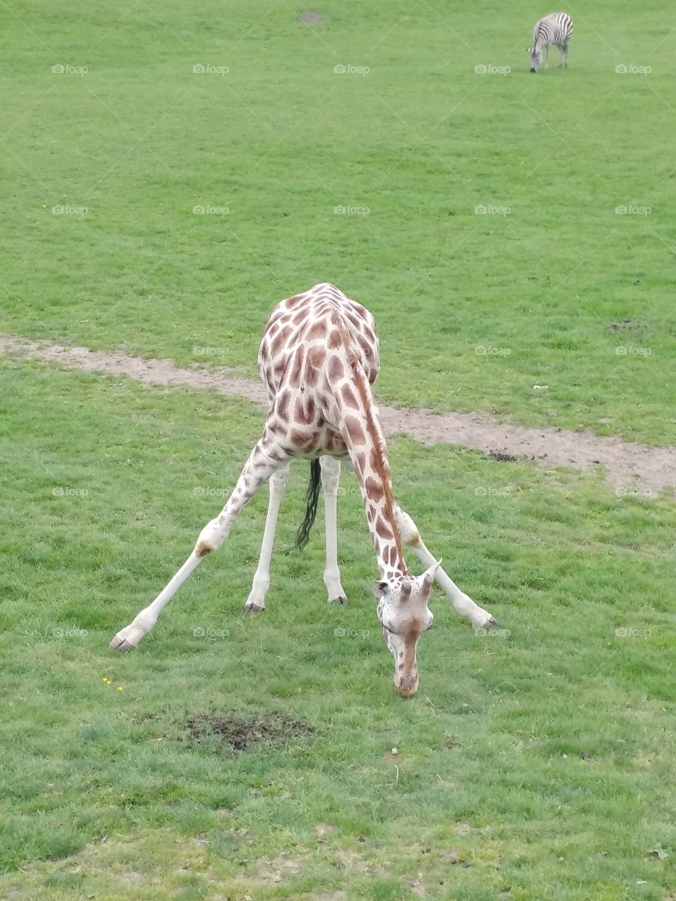 Giraffe, Longleat
