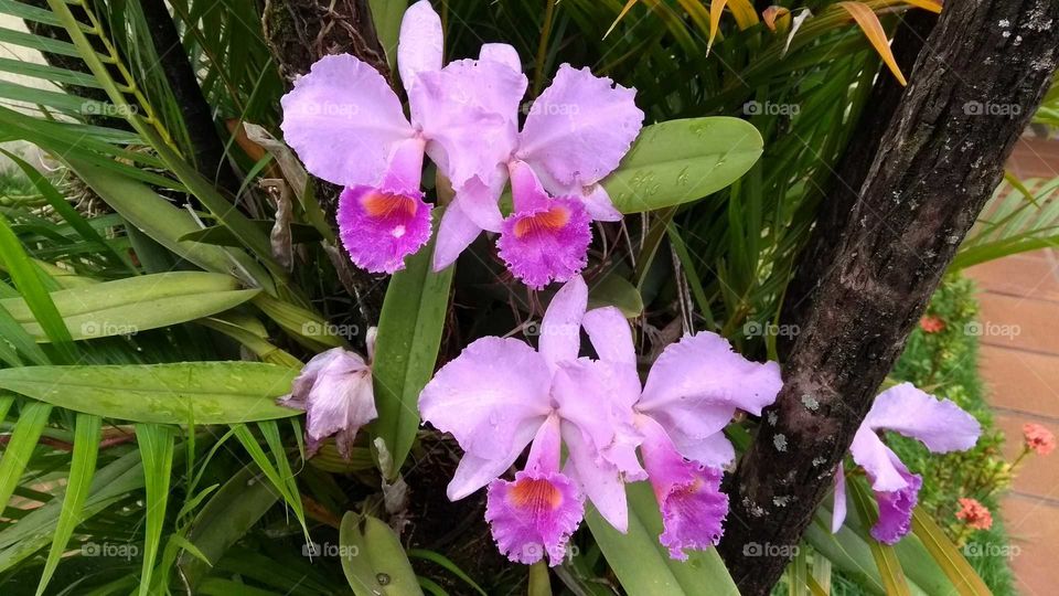orquídeas no jardim