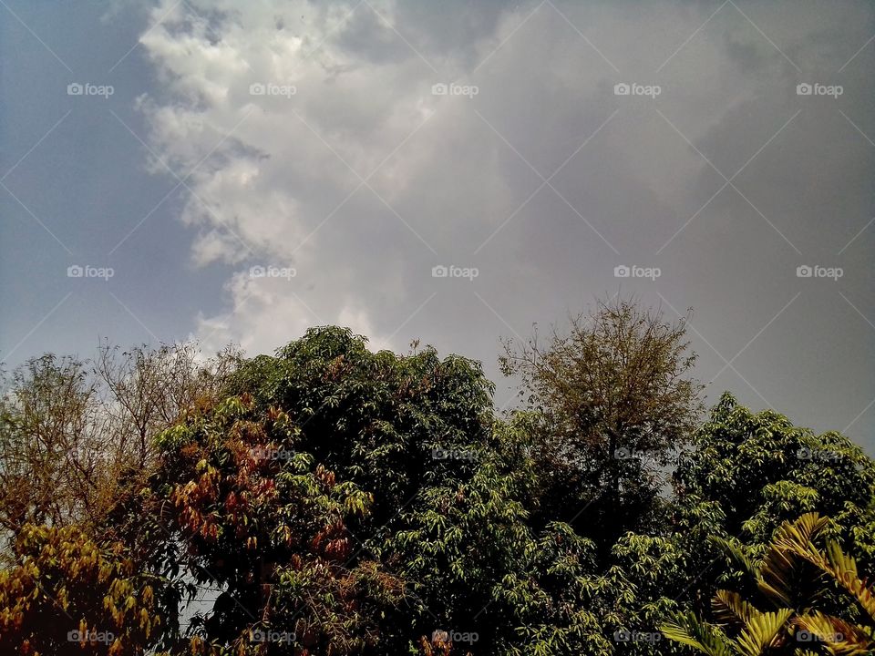 raining and tree, leaf