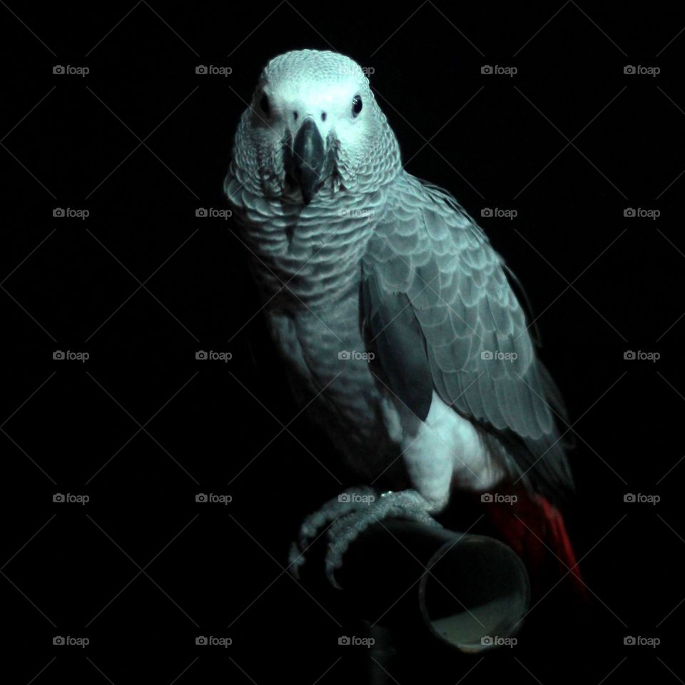 Parrot grey
