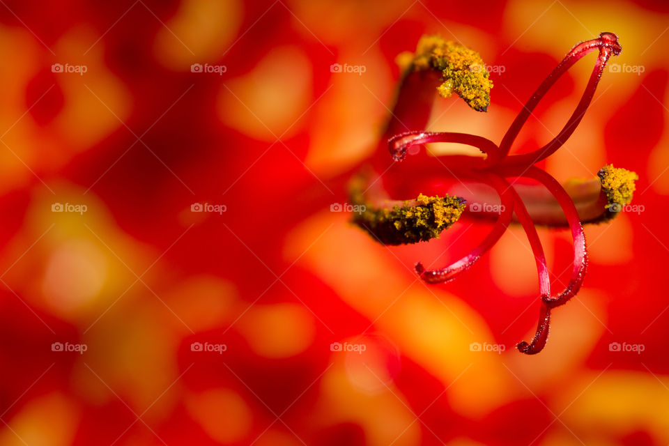 Flora 2019 highlights - love this macro image of the stem of a red and yellow lily.