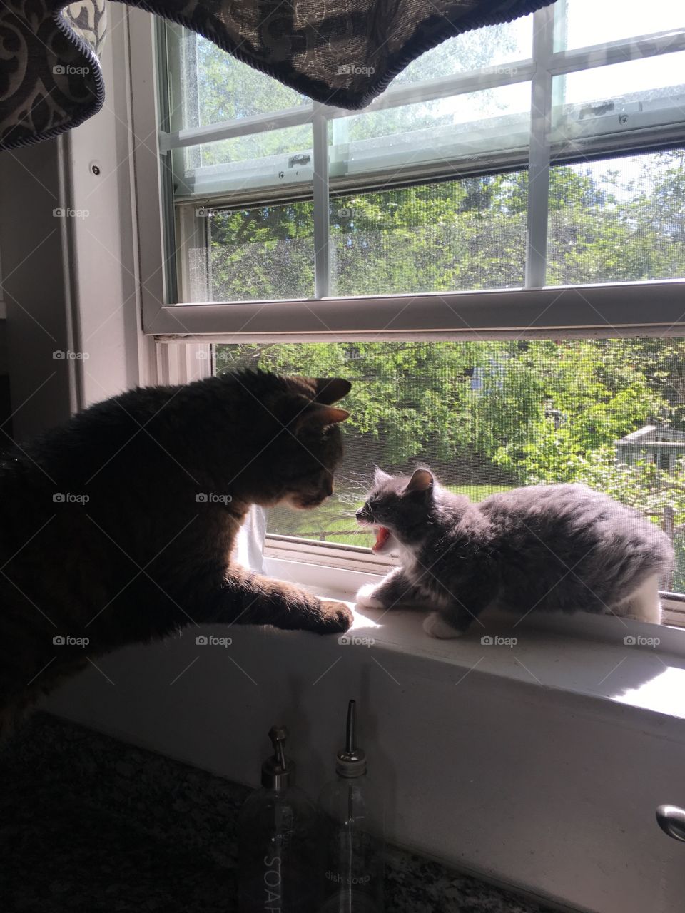 Cat, Window, People, Mammal, One
