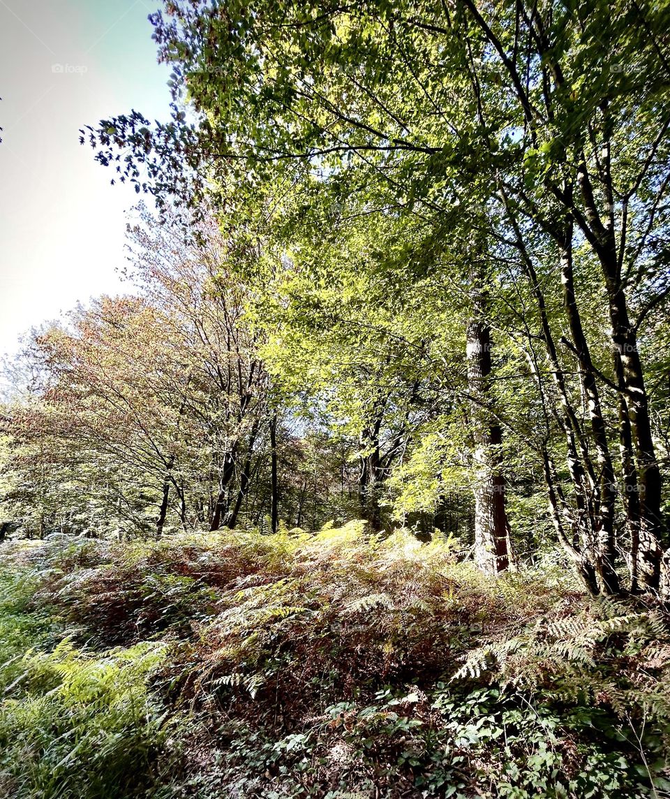 Forêt d’Ermenonville , Octobre 2023 . 