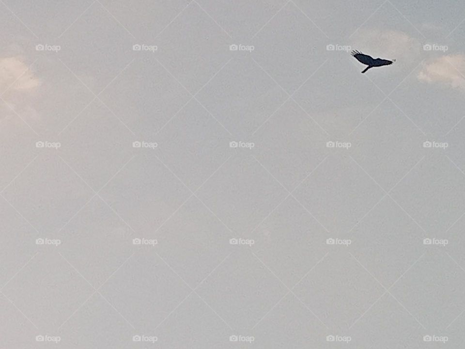 ravarma VanguvO / Flying Bird / Homecoming bird / Single Bird / Colourfull Evening