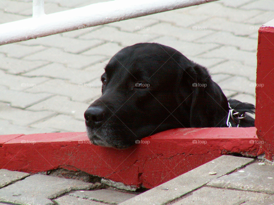 dog walking on the street