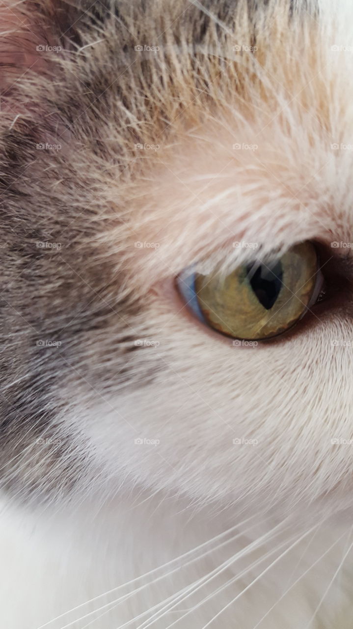 amazing cat eye