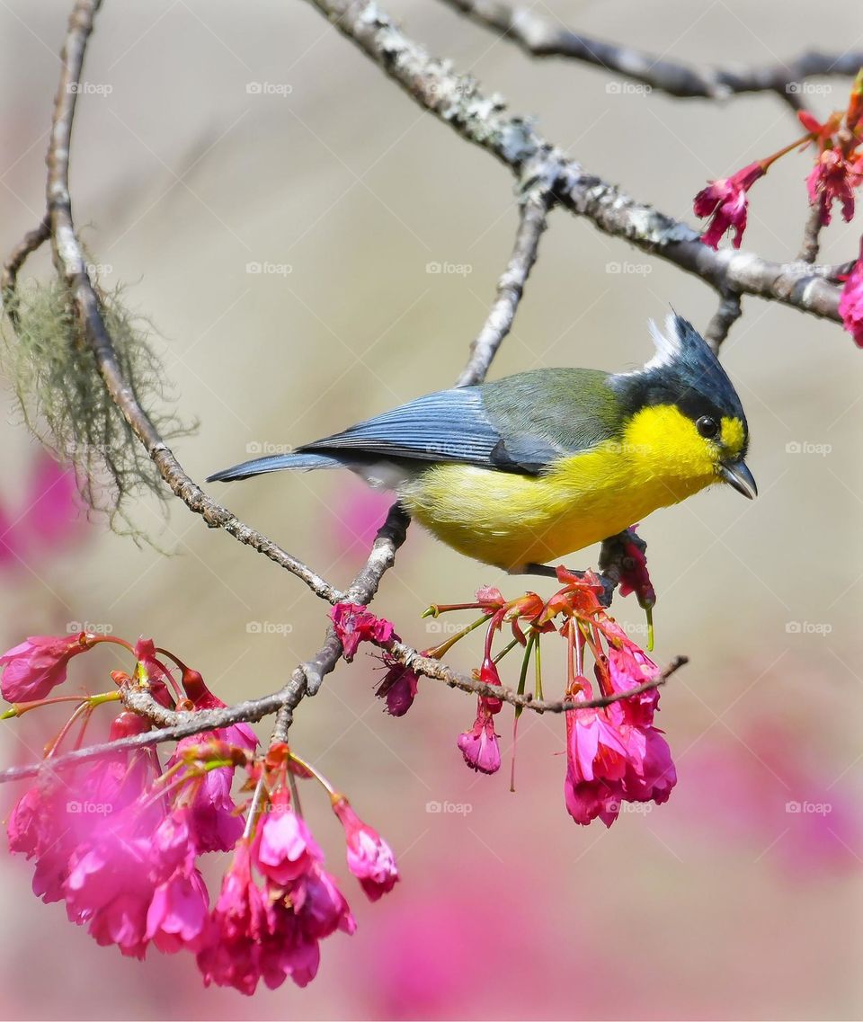 Beautiful and cute bird