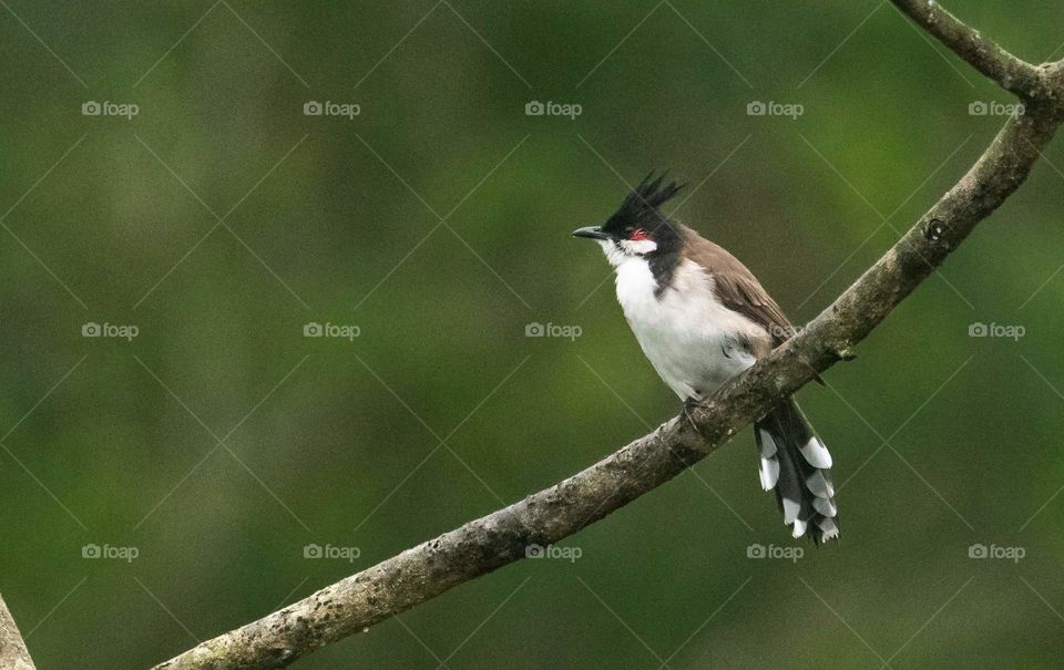Red whiskered bulbul