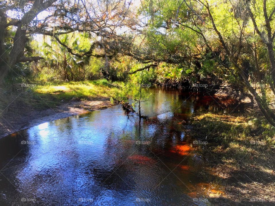 Beautiful winding creek through the forest.