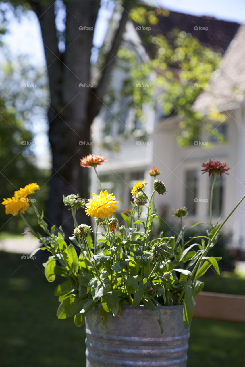 Nature, Leaf, Flower, Garden, Growth