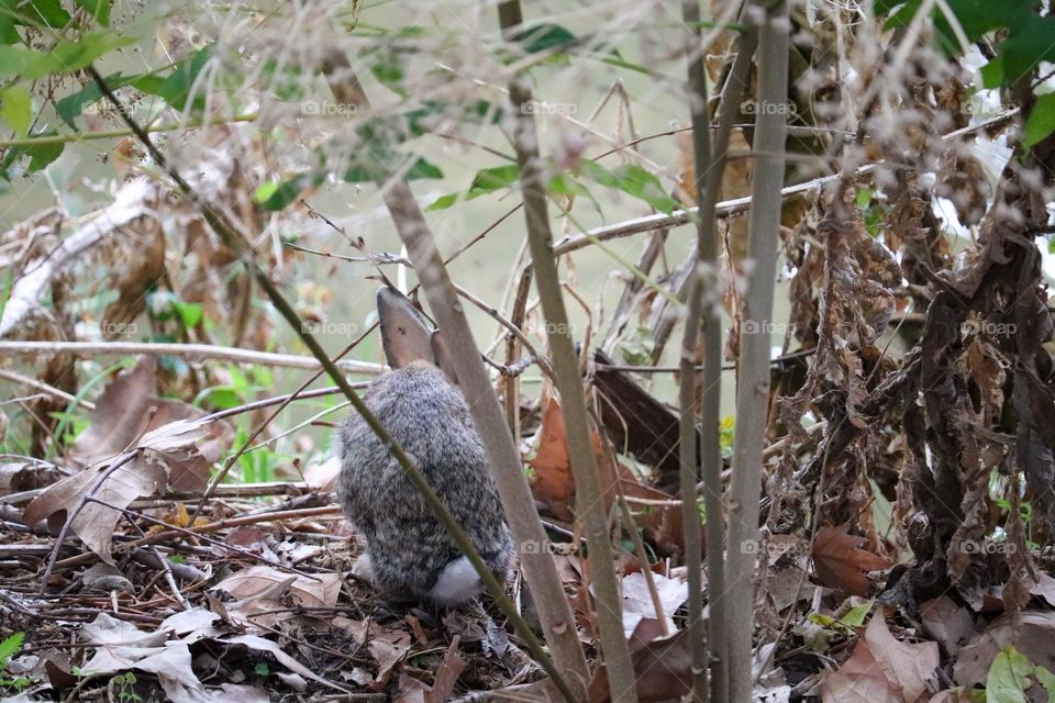 A wild rabbit in a wooded part of the city of Madrid