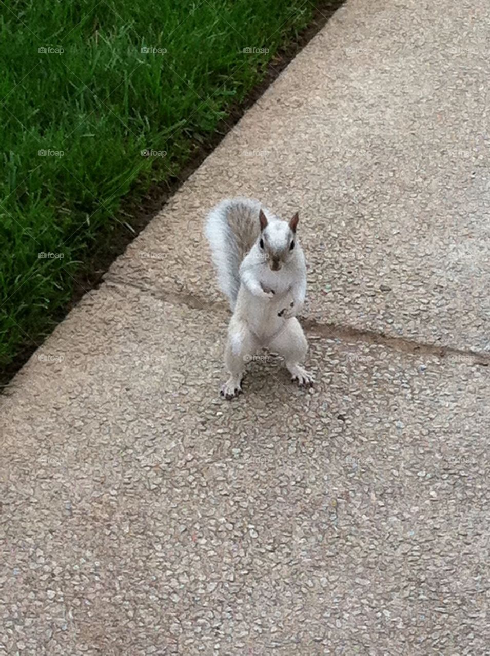 Albino squirrel 