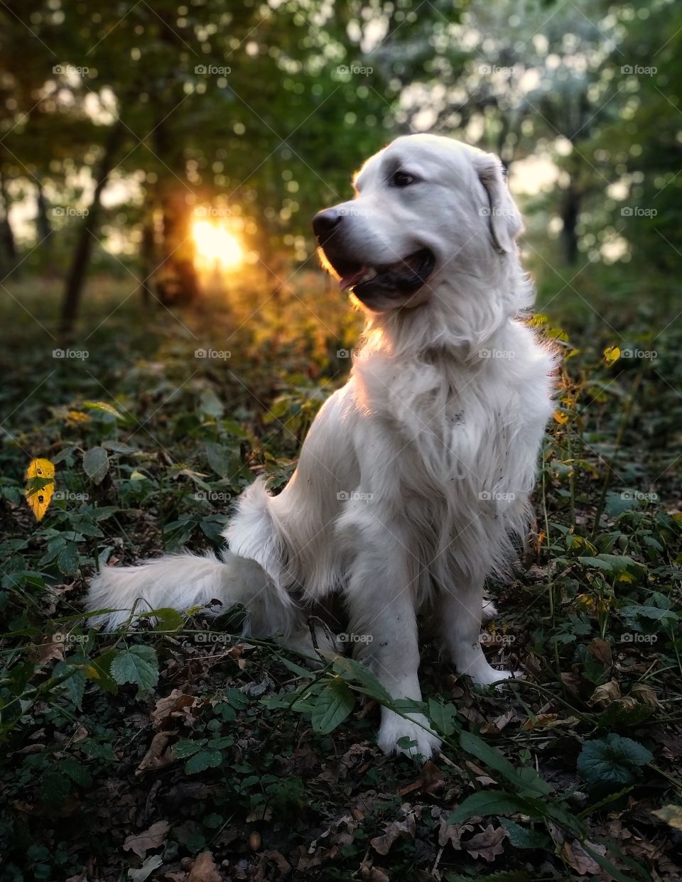 Golden retriever in golden hour.