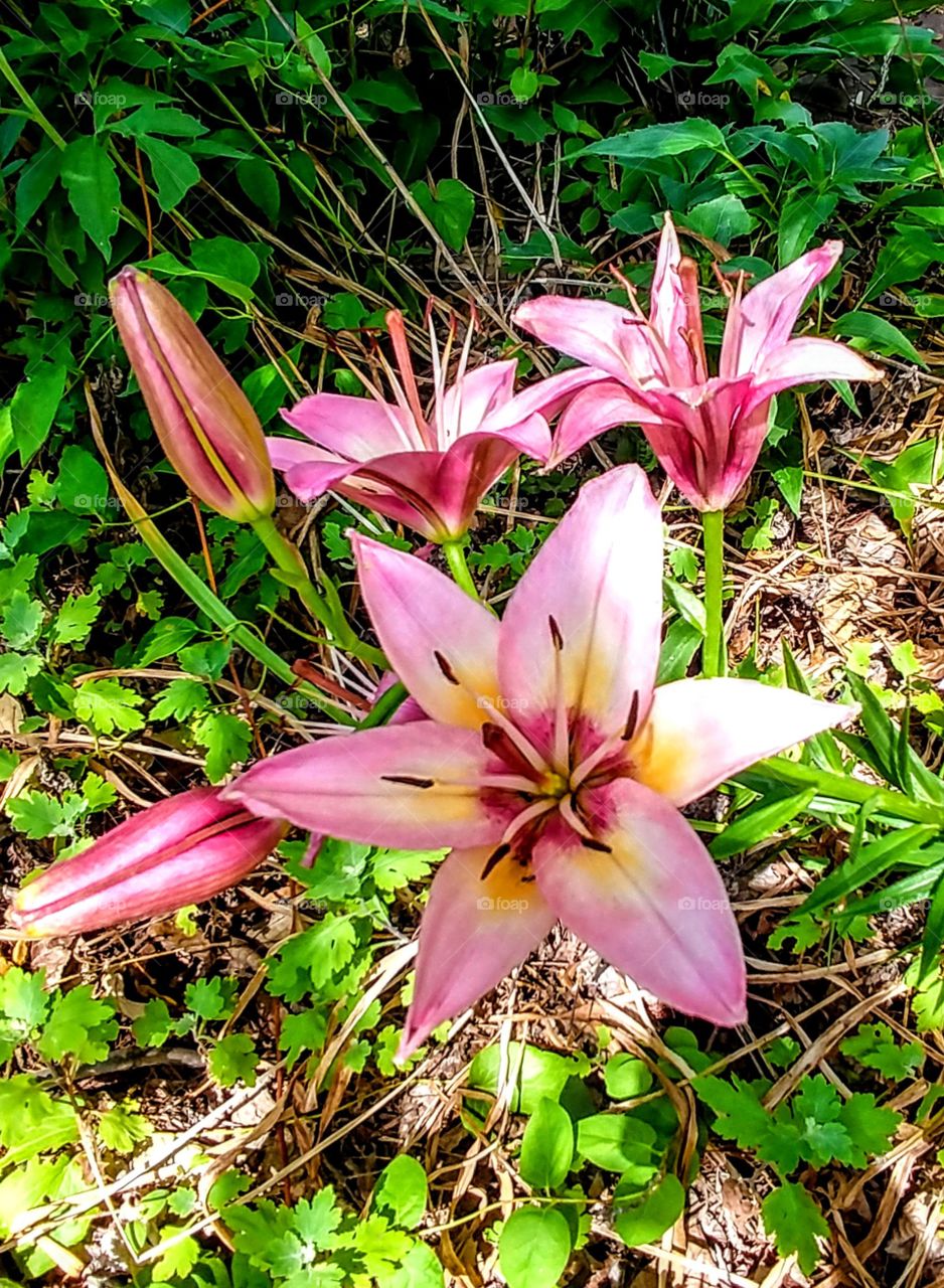 Beautiful Lilies