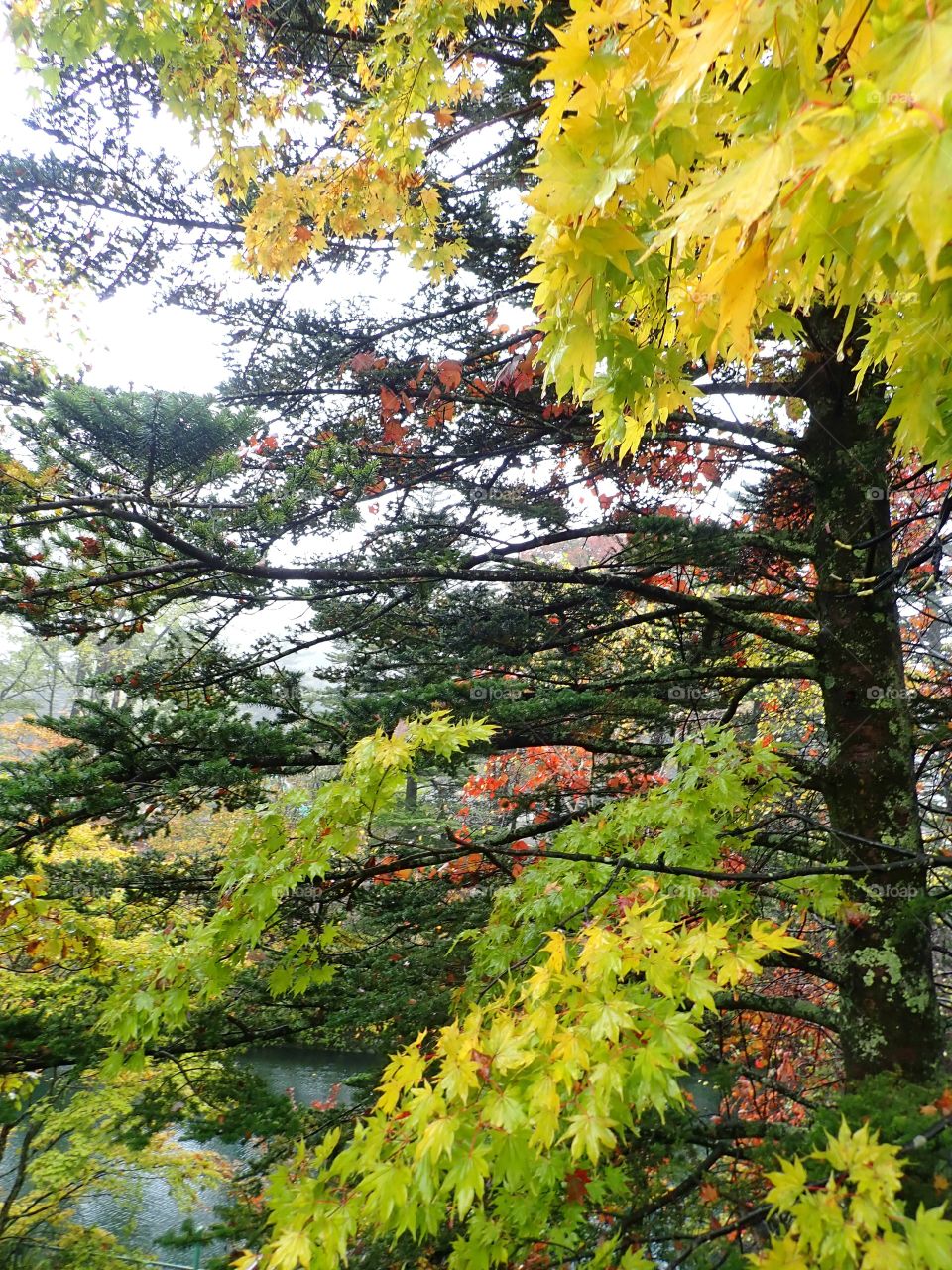 Beautiful colorful fall trees