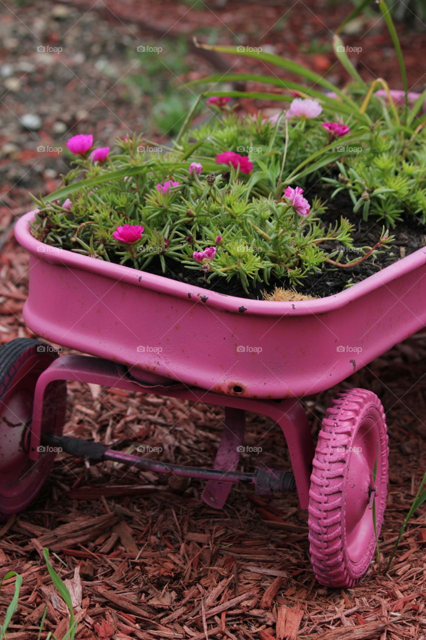 Pink flowers in pink metal wagon