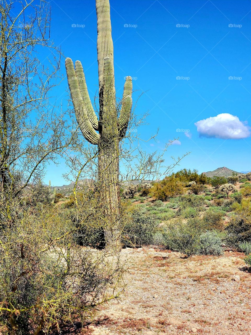 Saguaro Cactus in the Arizona Desert