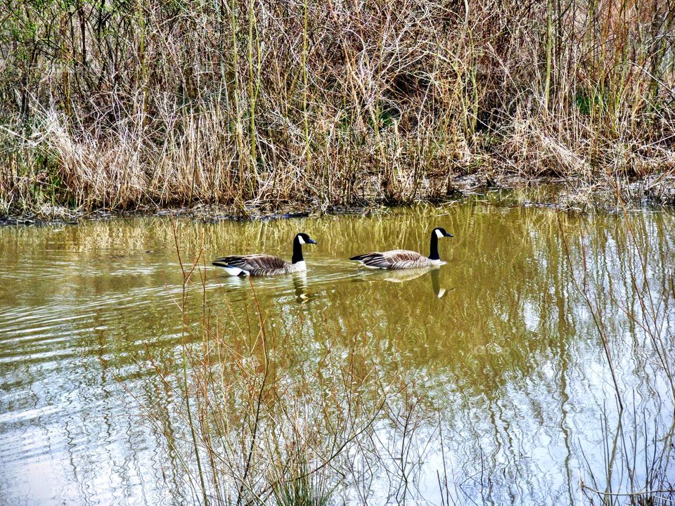 Ducks on a swim
