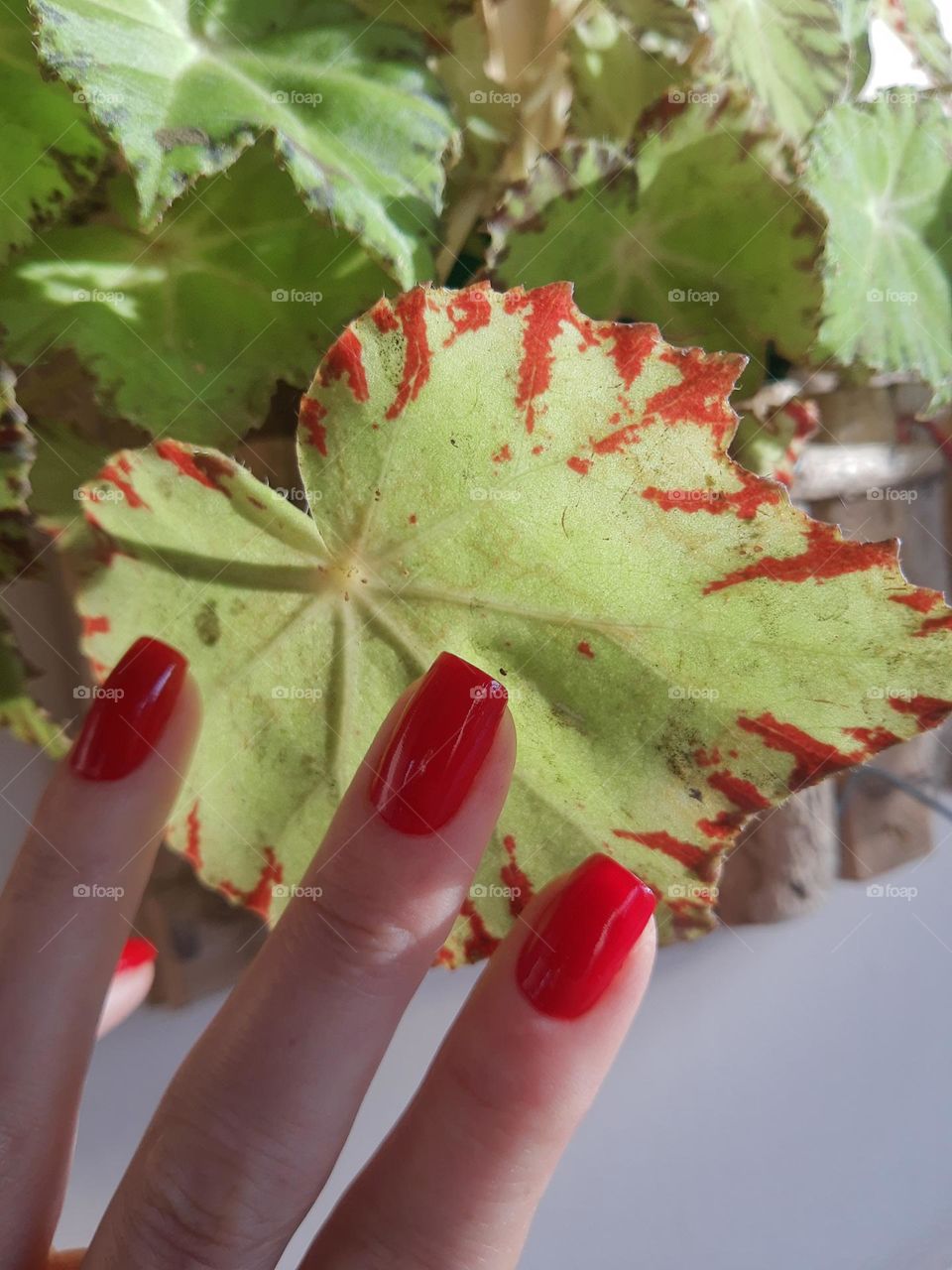 begonia's leaf