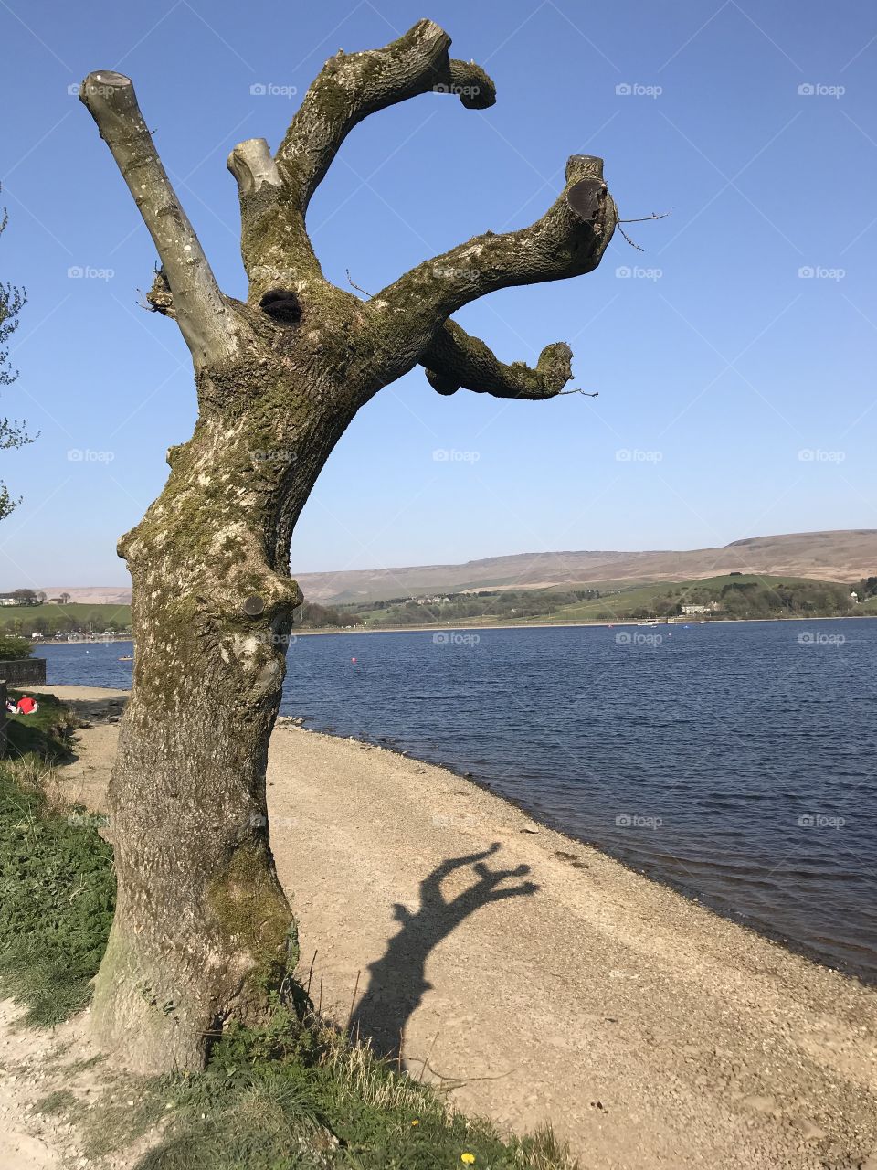 Tree by the lake