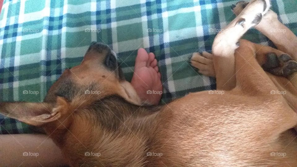 dog sleep at my feet