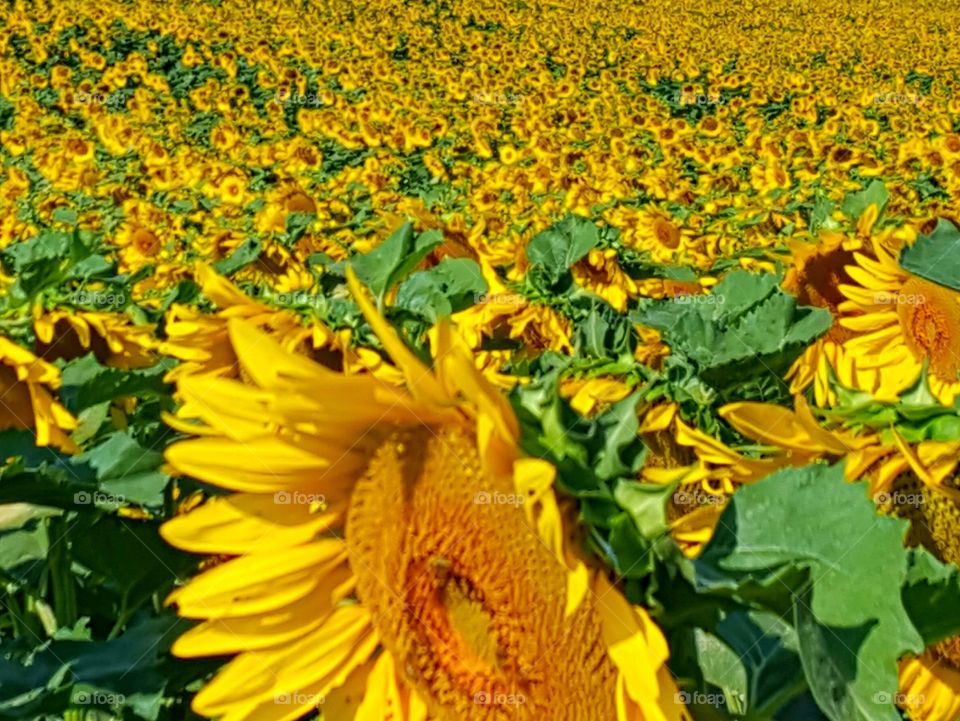 sunflower field