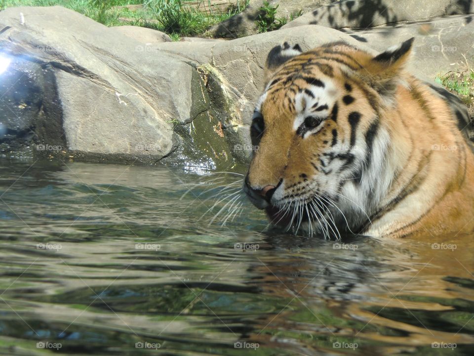 Tiger taking Bath at Bronx Zoo