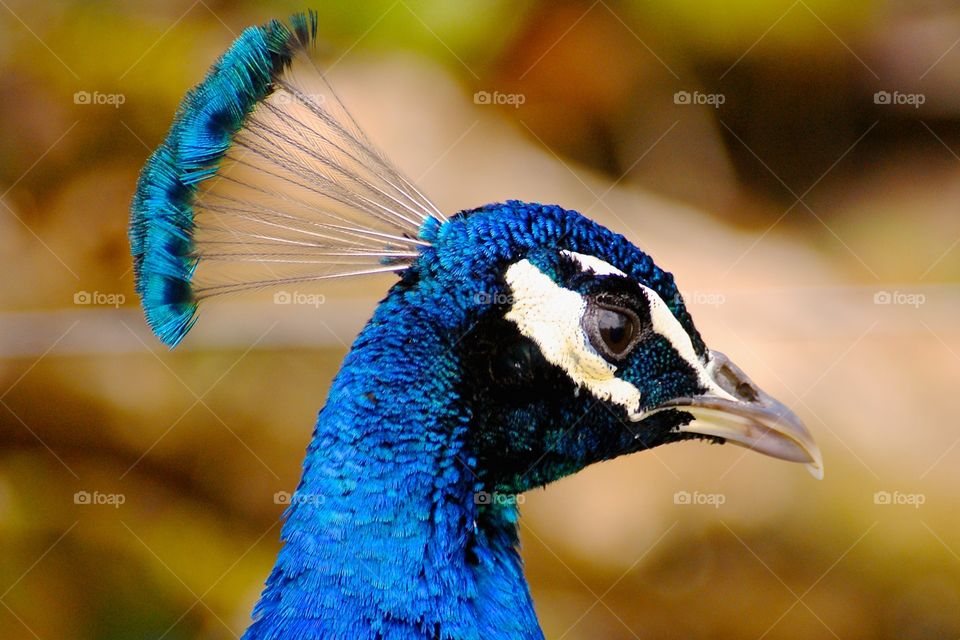 amzing peacock