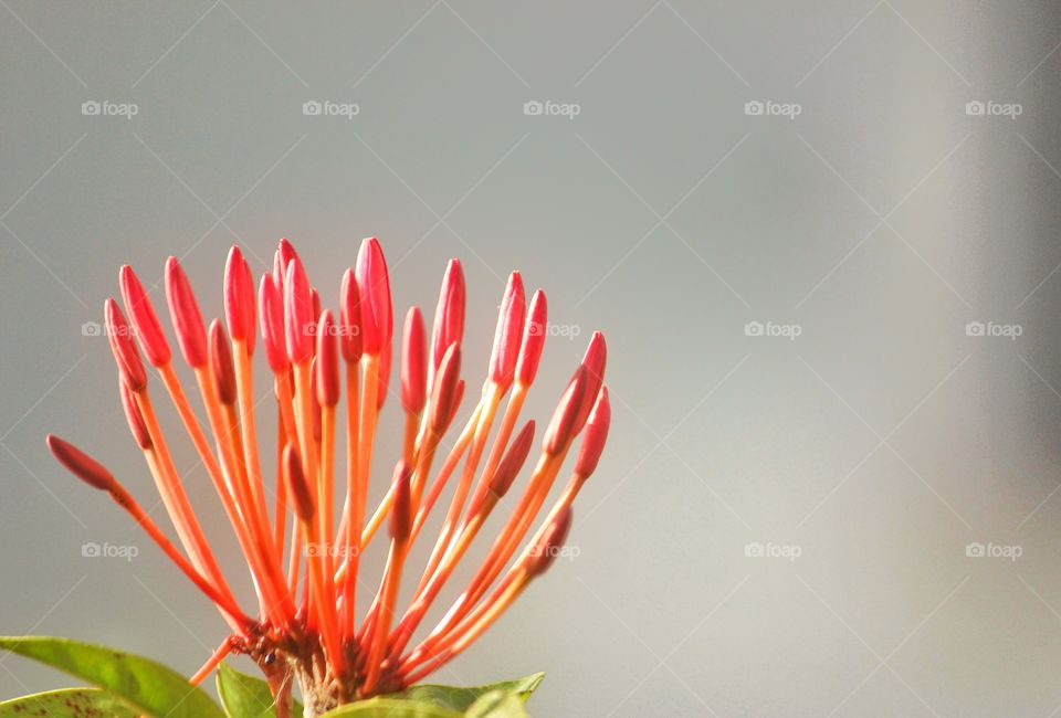 No Person, Nature, Leaf, Flower, Flora