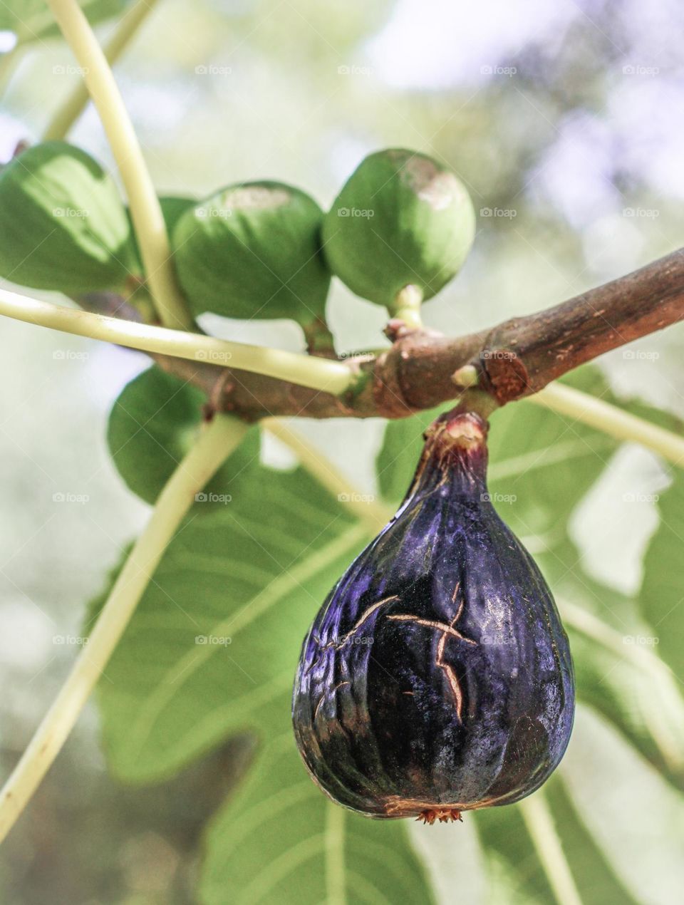 Figs growing on the tree, with one very ripe one in the foreground 