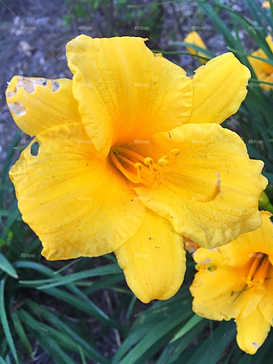 Bright yellow flower in Raleigh 