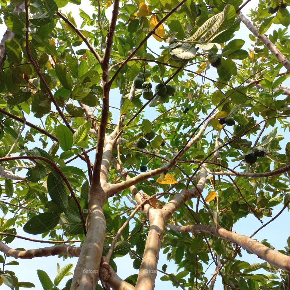 A guava tree that is bearing lots of fruit