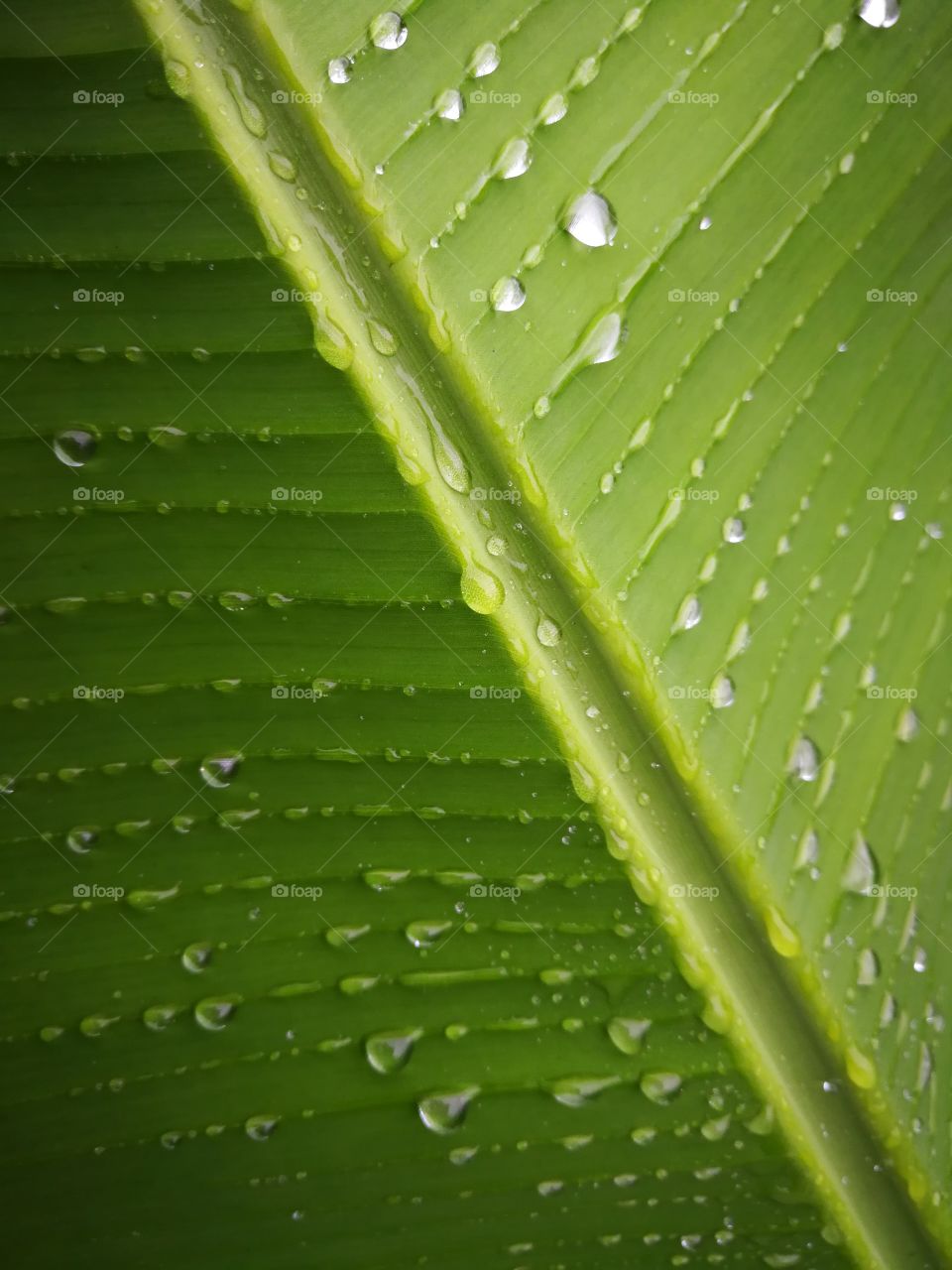 Green banana leaf with water drop.