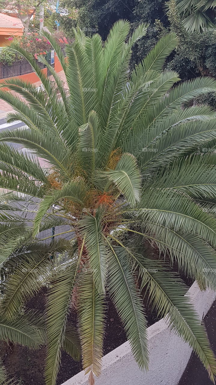Palme mit Früchten auf Gran Canaria