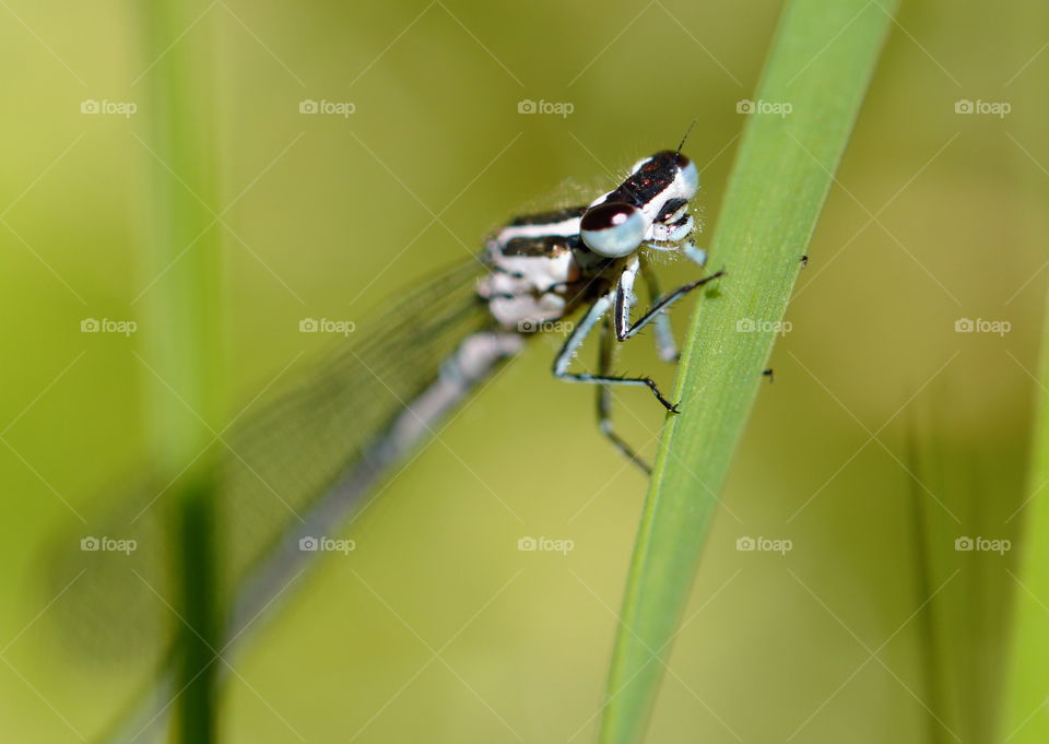 Dragonfly on leaf