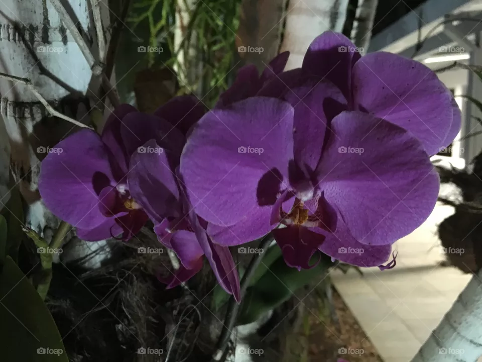 Flor 