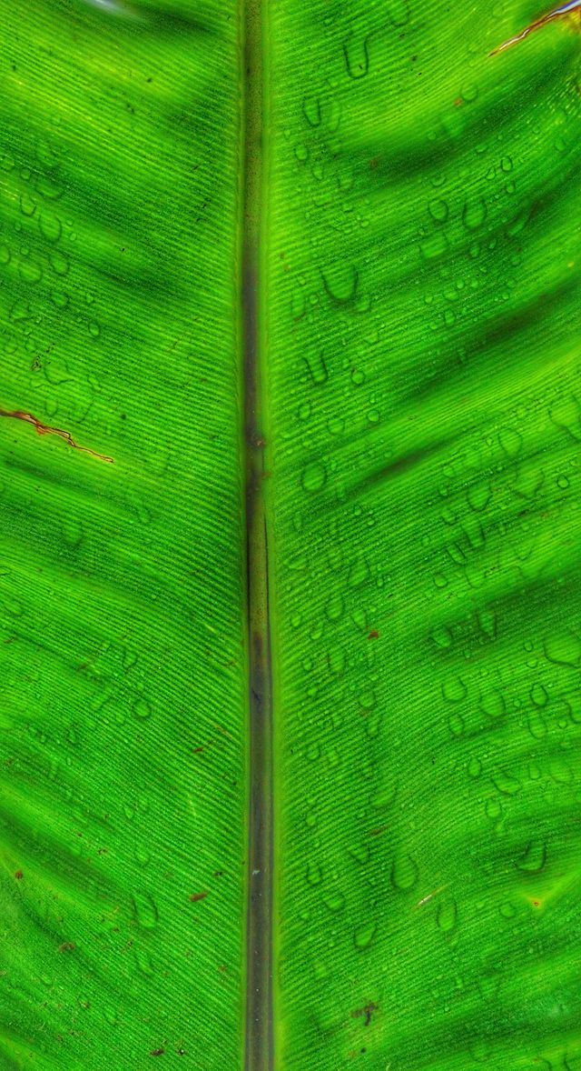 Green stricture