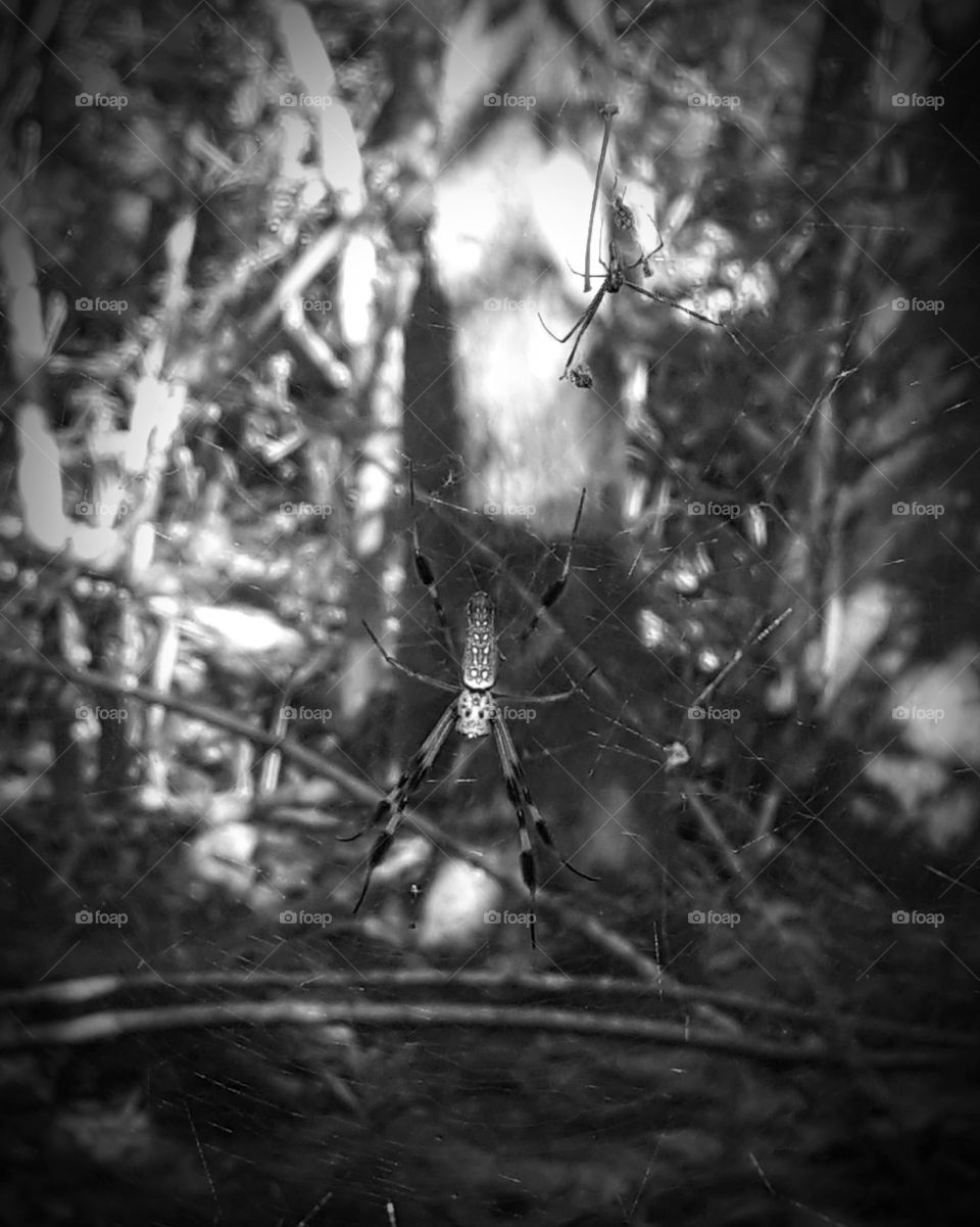 spiders grayscale