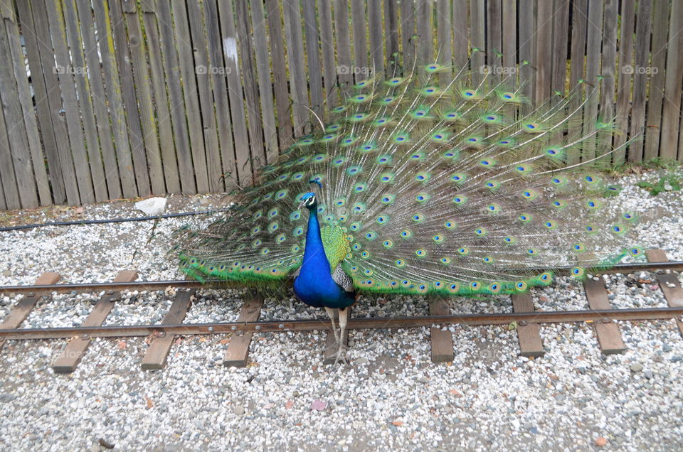 Peacock