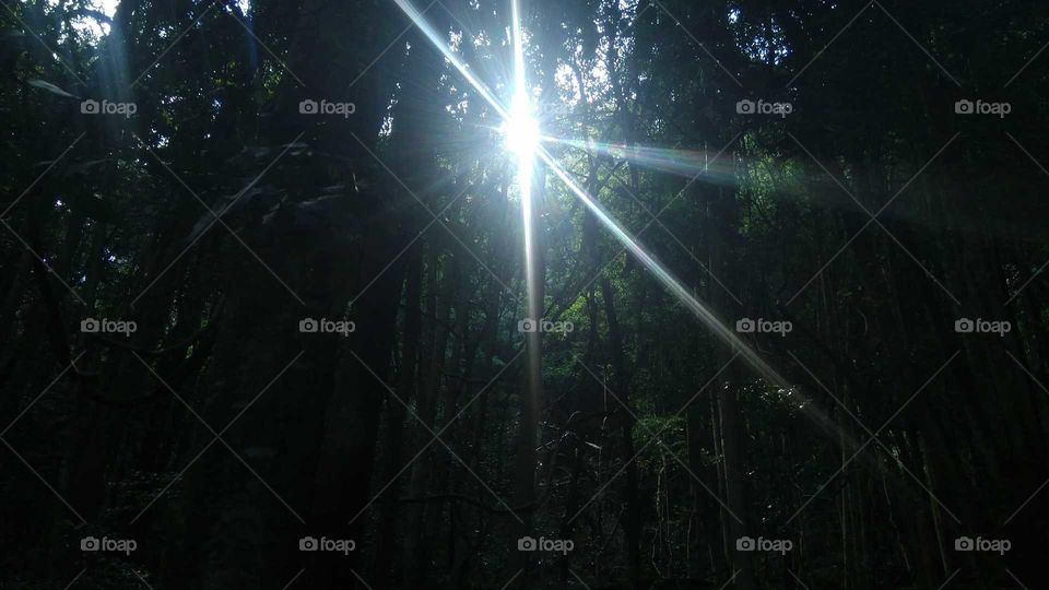 Sunlight in the rainforest