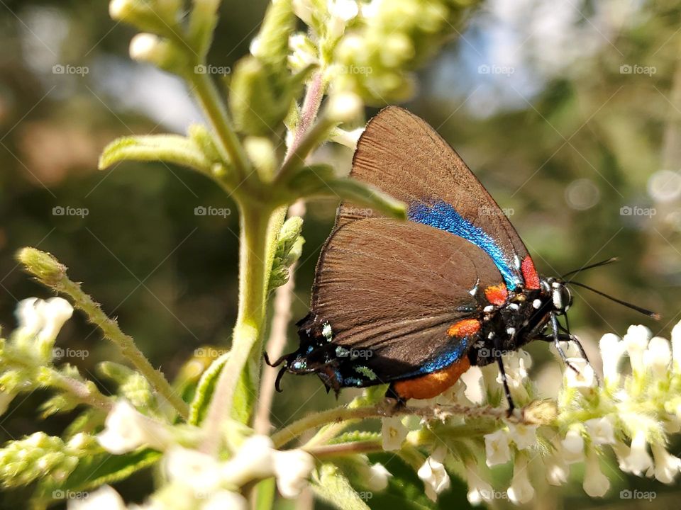 The beautiful colorful purple hairstreak butterfly seeking nectar on sweet almond verbena cluster flowers.