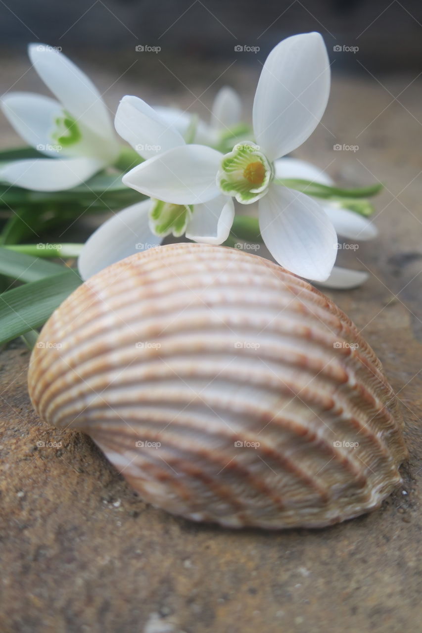 Seashell and snowdrops