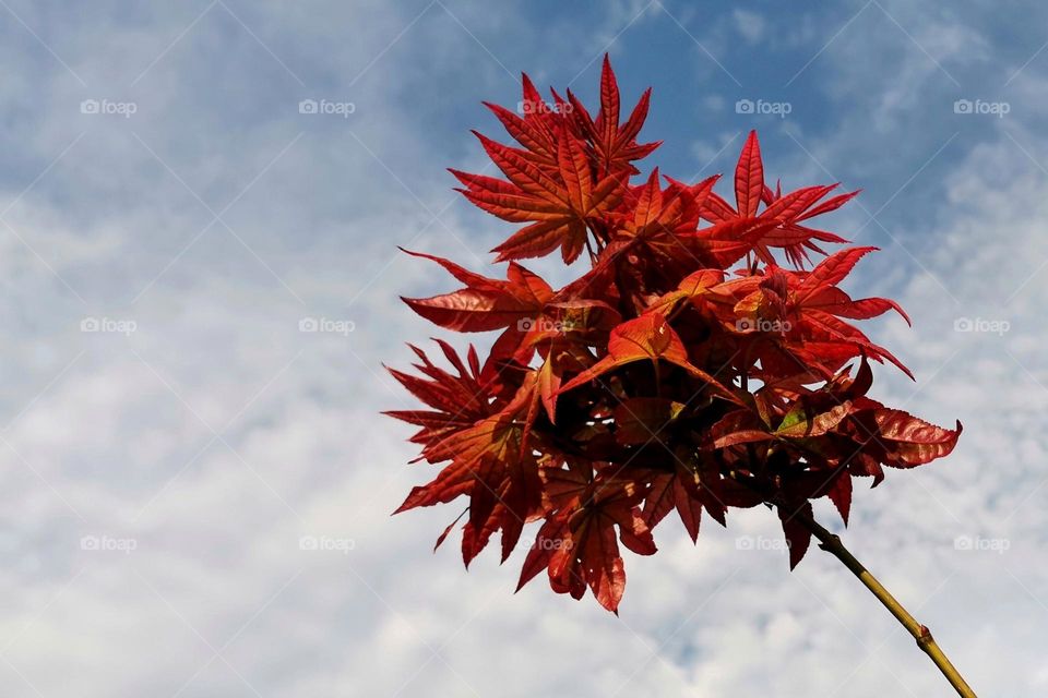 Reddish orange japanese maple and its ornamental leaves in spectacular fall colors