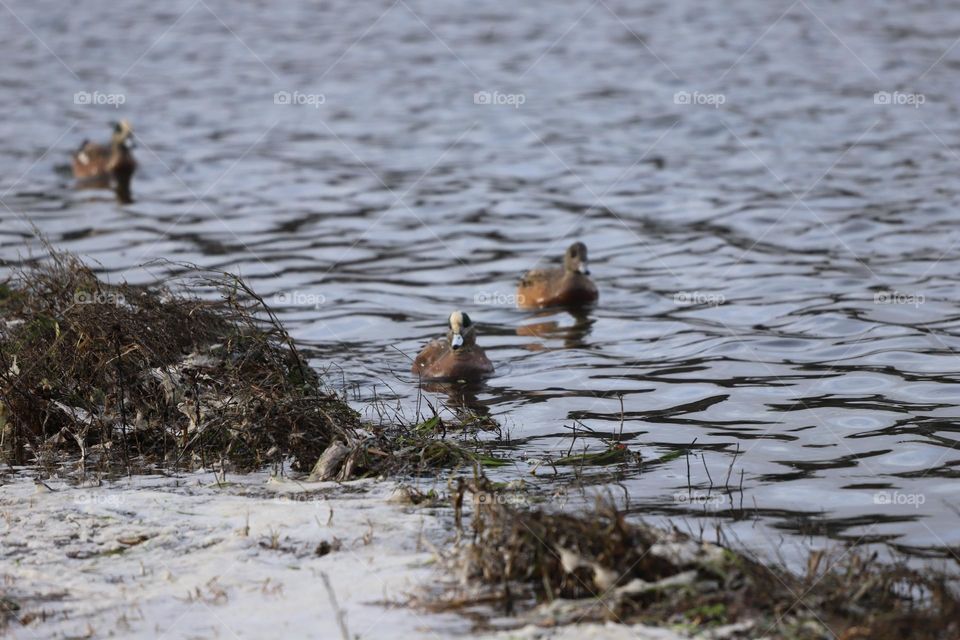 Ducks in the water in winter 