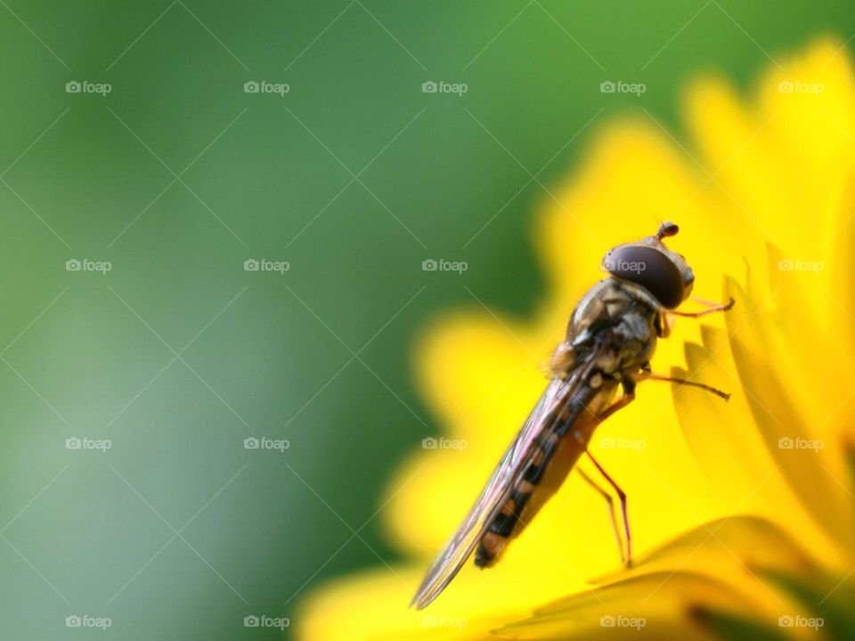 bee sitting on yellow flower petal