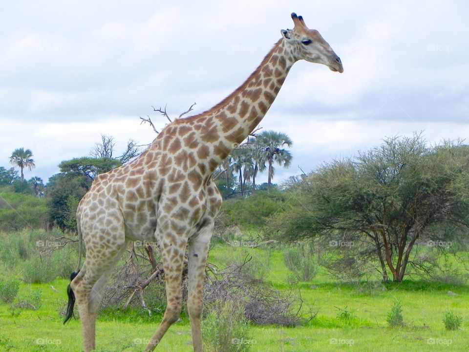 A tall guy in the plains of Botswana