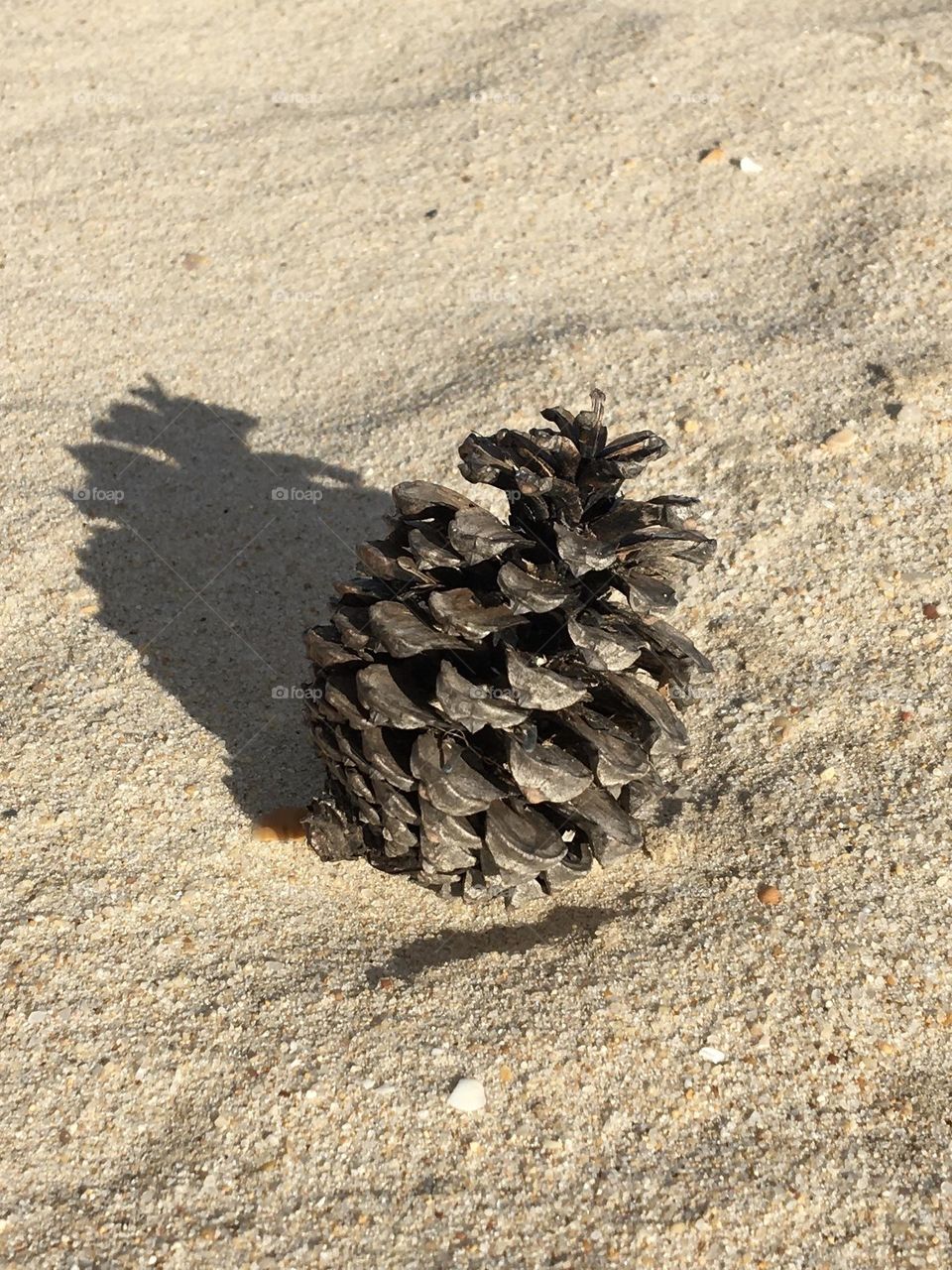 Pine cone on beach