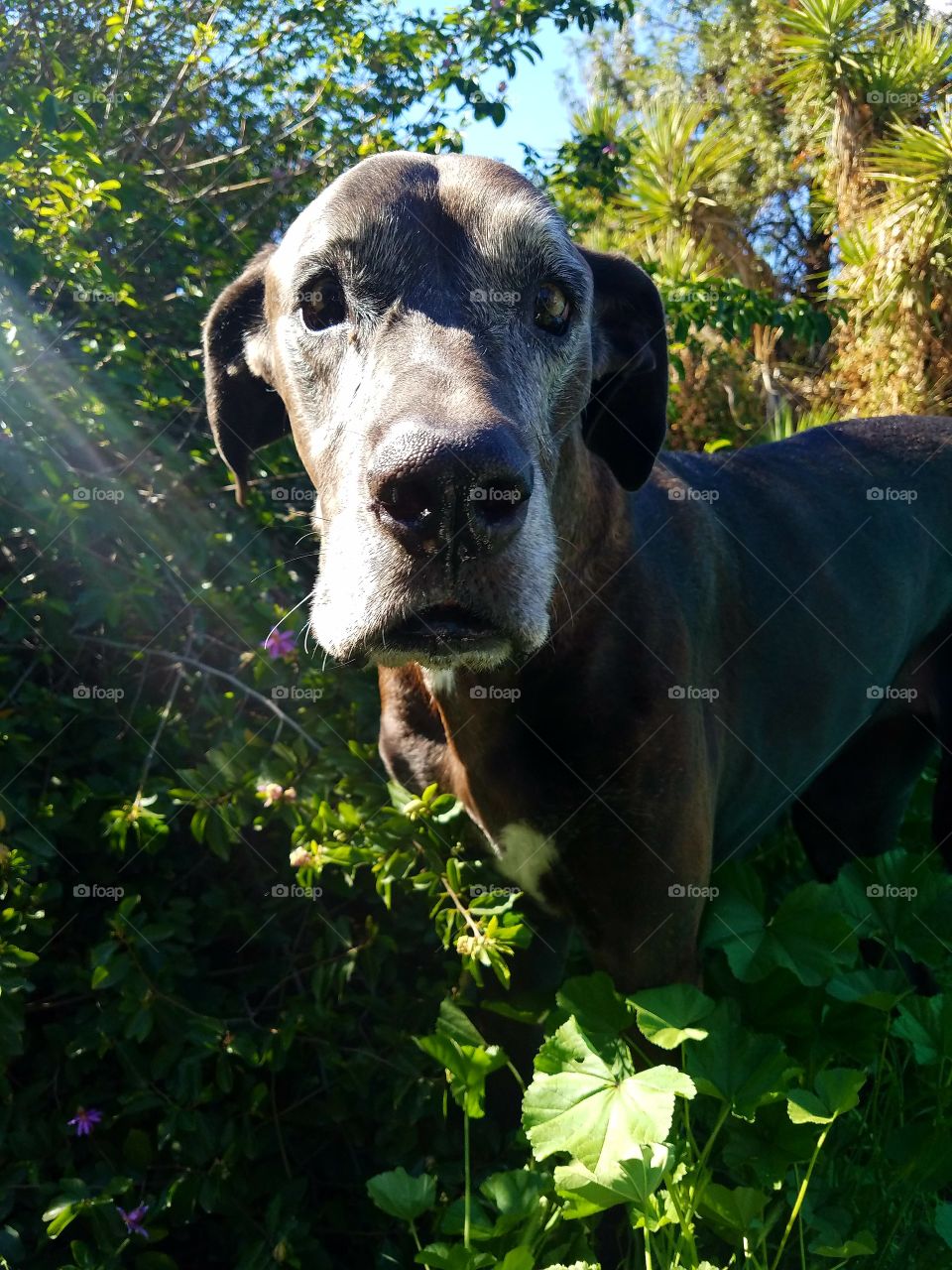 lacey the black great dane in nature.