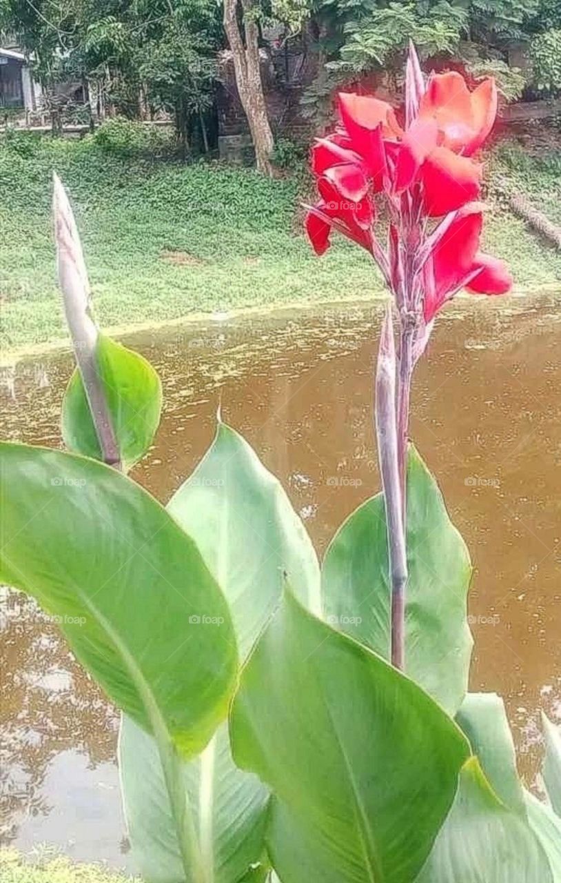 most beautiful and attractive flowers.